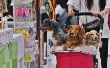 여행은 반려견과...대한항공 탄 반려동물 4년 새 2배↑